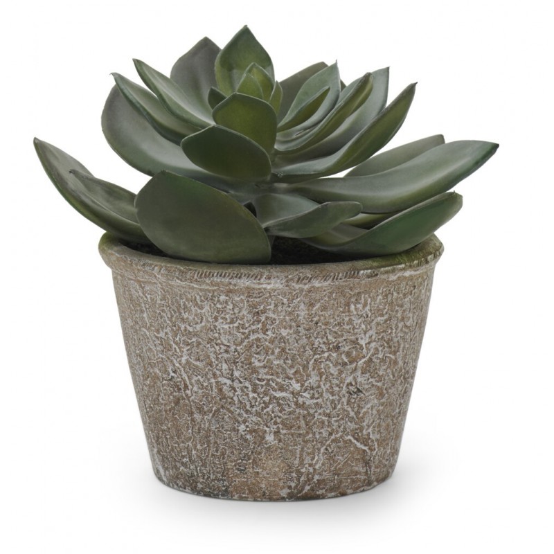 https://www.styles-interiors.ch/6489-thickbox/echeveria-succulent-medium.jpg