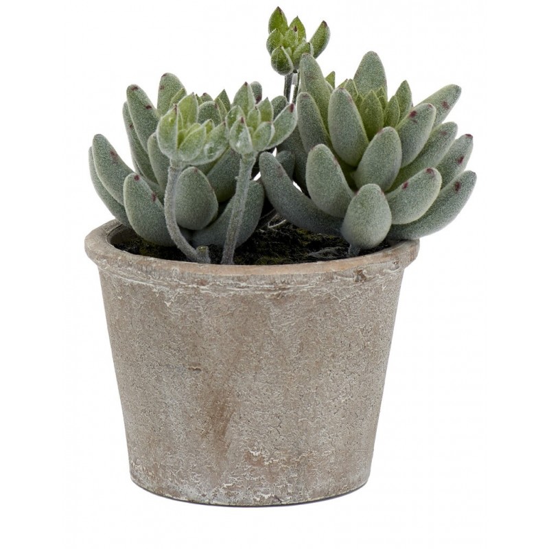 https://www.styles-interiors.ch/6490-thickbox/echeveria-succulent-small.jpg