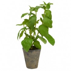 Basil Plant - Textured Stone Pot