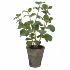 Mint Plant - Textured Stone Pot