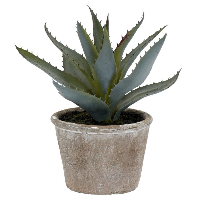 https://www.styles-interiors.ch/6502-thickbox/aloe-vera-succulent.jpg