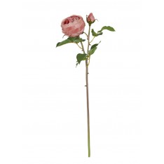 English Rose - Warm Pink