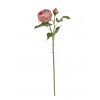 English Rose - Warm Pink