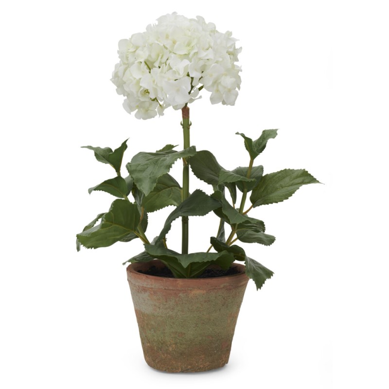 https://www.styles-interiors.ch/7524-thickbox/potted-hydrangea-small-white.jpg