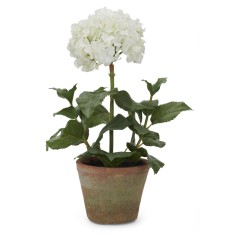 Potted Hydrangea Small - White