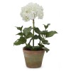 Potted Hydrangea Small - White