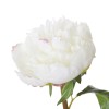 Peony - White