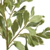 Pittosporum Spray