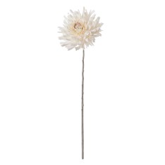 Dahlia Stem Cream