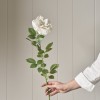 Rose Stem - White