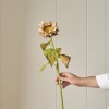 Sunflower Stem - Light Brown